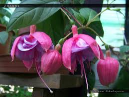 Flowers by joanne has been established in orewa, and serving the hibiscus coast area for over 40 yea. Joanne Fuchsiafinder