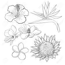 Check spelling or type a new query. Tropical Flowers Hibiscus Protea Plumeria Bird Of Paradise Royalty Free Cliparts Vectors And Stock Illustration Image 67983058