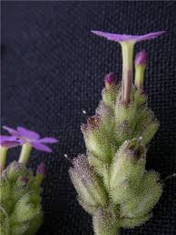 Image result for Buchnera chimanimaniensis