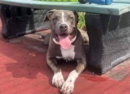 Manatee county, palmetto, fl id: Sniffing Snouts Pit Bull Rescue Home Facebook
