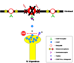 Ullmann mit geschäftssitz in lauterbach/erzgebirge hergestellt und vertrieben. Cgrp Impfung Gegen Migrane Schmerzklinik Kiel