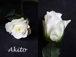 Wholesale flowers, wedding flowers, bulk flowers | fiftyflowers.com. Varieties Of White Roses Flirty Fleurs The Florist Blog Inspiration For Floral Designers