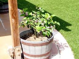 I water it once a week and it's in the south. Potted Meyer Lemon Tree Dropping Fruit Thriftyfun