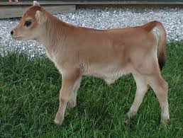 Cow Kids Cute Cows Baby Cows Jersey Cow
