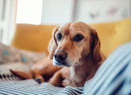 How To Help Calm Down An Anxious Dog Petmd