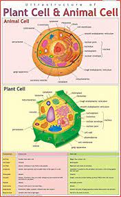 Plant and animal cells differ because they have to perform different functions. Buy Ultra Structure Of Plant Cell Animal Cell Book Online At Low Prices In India Ultra Structure Of Plant Cell Animal Cell Reviews Ratings Amazon In