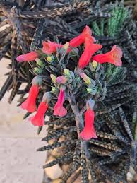 Image result for Kalanchoe manginii