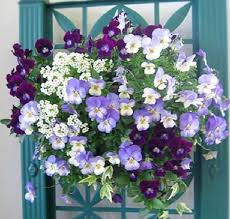 Find hanging planters that suit your garden decor, then fill them with soil and grow your favourite flowers. Purples Hanging Plants Flower Pots Hanging Flower Baskets
