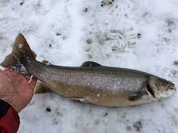 €850th.* sep 29, 1992 in santa maria capua vetere, italy. S A I S Ittica Attivita Allevamento Pesci Trota Iridea Temolo Coregone Salmerino Di Fonte E Alpino