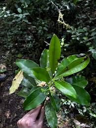 Image result for Rauvolfia nana