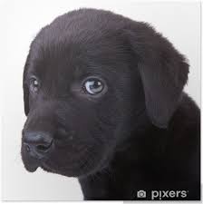 Image result for labrador retrívr