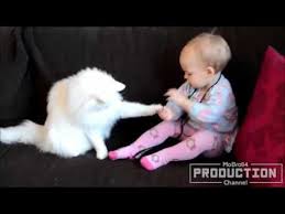 قطط مضحكة للاطفال 2016 yousfahmd cute animal videos funny gif funny