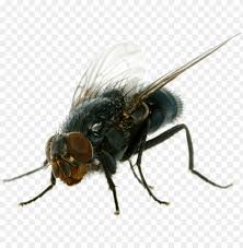 Nature is full of flying things, buzzing things and insects and bugs are some of those things. House Fly Png Image With Transparent Background Toppng