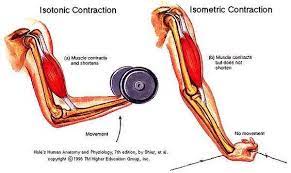 Pin On Chapter 11 Muscular Tissue