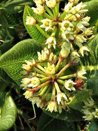 Image result for Xysmalobium sessile