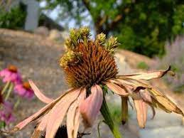 Aster Yellows In Coneflowers Aster Echinacea Purpurea Plants
