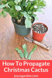 Here's what you need to know about repotting christmas cactus including when & how to do it along with the best soil mix to use.christmas cactus, although lovely w… How To Propagate Christmas Cactus By Stem Cuttings