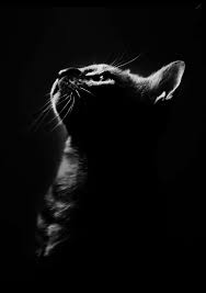 Black And White Silhouette Photography Cat Photo Black White Black Paper Drawing Black Background Photography Cat Photography