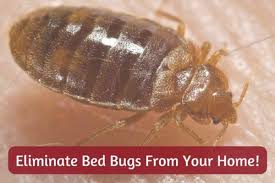 Rebecca baldwin demonstrates how to build a bed bug trap using household items. 12 Easy Diy Ways To Get Rid Of Bed Bugs Quickly A Killer Guide Dengarden
