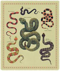Black And Yellow Snake Texas The Wild Snakes Of Texas Texas Highways In 2020 Milk Snake Snake Rattlesnake Tattoo