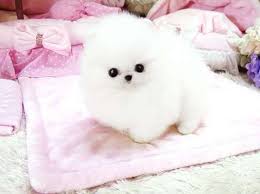 All our puppies have a written guarantee. Mini Pomeranian Puppies For Sale Near Me Novocom Top