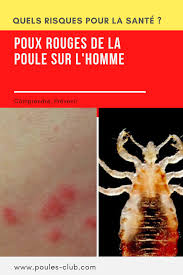 Epingle Sur Tout Sur Les Poules Pondeuses