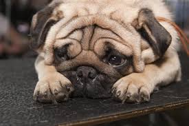 57 % der studienteilnehmer verstarben nach der einlieferung. 5 Tipps Wie Du Darmverschluss Beim Hund Erkennst