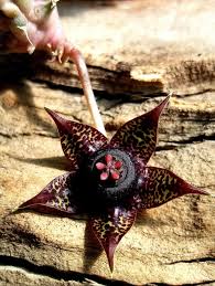 Image result for Duvalia polita