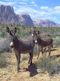 Pin By Jackson The Red Rock Canyon Bu On Wild Burros Beautiful Horses Red Rock Canyon National Conservation Area Animals