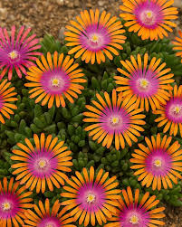 Image result for Delosperma mahonii