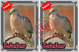 Bedanya lagi adalah bulu dari burung jantan ini lebih sedikit jika dibanding dengan burung betina. Burung Tekukur Terbaik For Android Apk Download