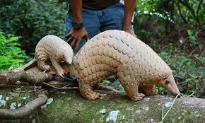 Rare Sunda Pangolin Born In Singapore Unusual Animals Baby Pangolin Animals Beautiful