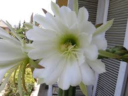 Remove the spines and outer skin (bowl on the left), extract the green. Echinopsis Pachanoi
