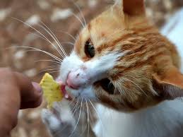 It is safe to feed your cat mashed potatoes as long as there are no extra seasonings, salts, topping or preservatives. Which Human Food Can Cats Eat Uk Pets