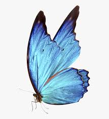Bluebutterflyhouse Hd Blue Butterfly Png Transparent Png Is Free Transparent Png Image To Explore More Similar Hd Image On Png In 2020 Blue Butterfly Butterfly Png