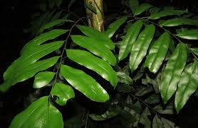 Image result for Lomariopsis