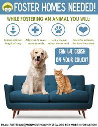 …providing a safe, warm, loving home where a dog will live until they are adopted. Foster Program Monmouth County Spca