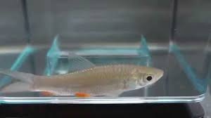 Maybe you would like to learn more about one of these? White Sultan Fish Fry Of Pahang Rivers Anak Ikan Jelawat Putih Sungai Pahang By Fishery Online