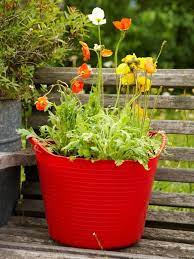 Learn How To Plant A Container Garden For Various Types Of Poppies With This Step By Step Gardening Guide Container Gardening Medicinal Plants Plants
