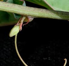 Image result for Adenia zambesiensis