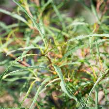 Image result for Rhamnus staddo