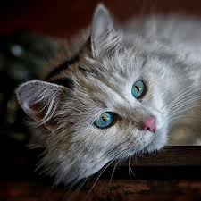 If you know the breed of your cat, this is helpful, as some cat breeds such as persian, himalayan, and maine many kitten owners simply want to provide the best possible care for their furry friends. Top 10 Long Haired Cats