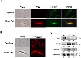 We did not find results for: Sterol Targeting Drugs Reveal Life Cycle Stage Specific Differences In Trypanosome Lipid Rafts Scientific Reports