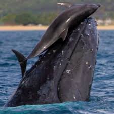 Surprisingly Down To Earth And Very Funny My Autobiography An Uplifting Dolphin Story Literally Whale Dolphins Animals Beautiful