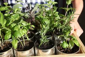 Here are your vegetables and herbs to sow and grow this september: Planting Guide