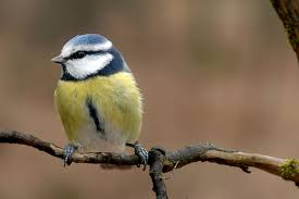 The most meise families were found in the usa in 1880. Leicht Verwechselbar Meisen Lbv Gemeinsam Bayerns Natur Schutzen