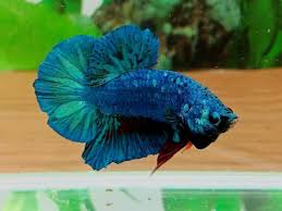 Live Betta Fish Hmpk Fancy Blue Green Male From Thailand Betta Fish Betta Blue Green