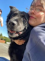 Lost white shepherd pups in Marysville