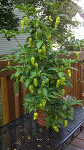 At this stage, the plant will be around 3 inches tall. My Bhut Jolokia Ghost Chili Plant Ghost Chili Bhut Jolokia Chili