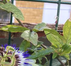 Image result for Passiflora caerulea